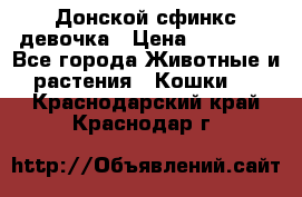 Донской сфинкс девочка › Цена ­ 15 000 - Все города Животные и растения » Кошки   . Краснодарский край,Краснодар г.